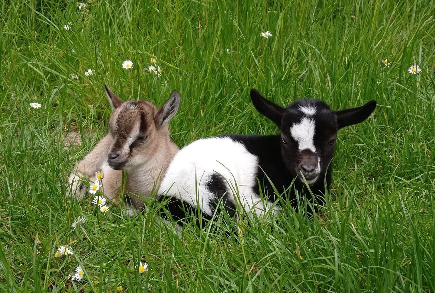 la-bergerie-brebis-e1758928300411