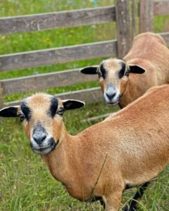 La Bergerie chèvres 3