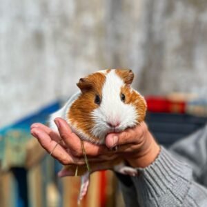 La Bergerie hamster 2